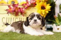Misty, a female Shih Tzu for sale in Lake Mills, IA – Photo 4 of 5