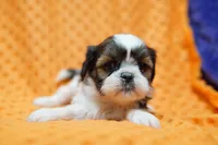 Misty, a female Shih Tzu for sale in Lake Mills, IA – Photo 2 of 5