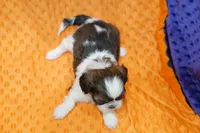 Misty, a female Shih Tzu for sale in Lake Mills, IA – Photo 5 of 5