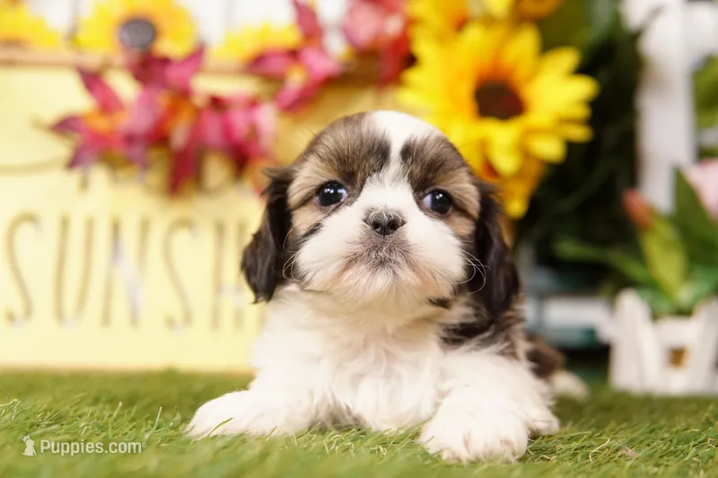 Misty – Shih Tzu puppy for sale in Lake Mills, IA