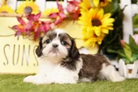 Misty, a female Shih Tzu for sale in Lake Mills, IA – Photo 3 of 5