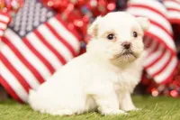 Oldsmobile, a female Shih Tzu and Maltipom for sale in Lake Mills, IA – 2 of 3