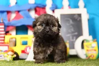 Squeegee, a male Shih Tzu and Shichon for sale in Lake Mills, IA – 4 of 7