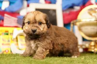 Hercules, a male Shichon and Bichpoo for sale in Lake Mills, IA – 2 of 3