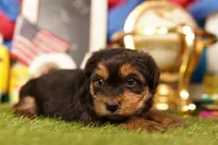 Hot Pocket, a male Yorkshire Terrier and Morkie for sale in Lake Mills, IA – 2 of 3