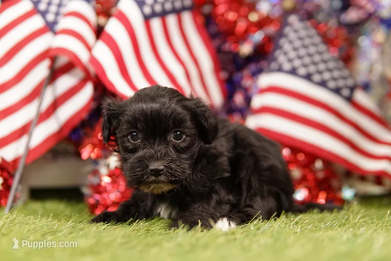 Fillet – Havapoo puppy for sale in Lake Mills, IA