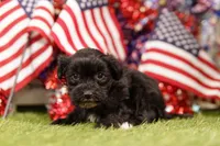 Fillet, a female Havapoo for sale in Lake Mills, IA – 1 of 3