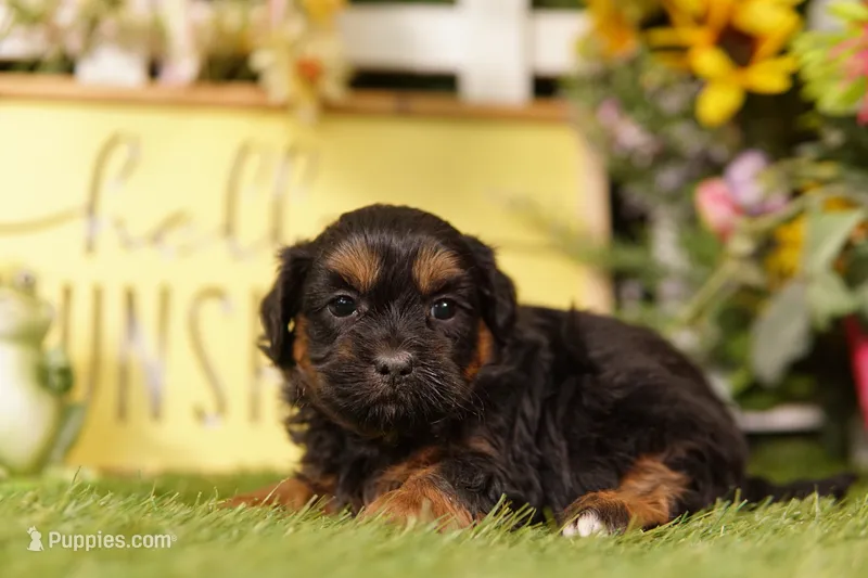 Blender – Shihpoo puppy for sale in Lake Mills, IA
