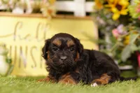 Blender, a male Shihpoo for sale in Lake Mills, IA – 1 of 3