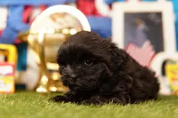 Pepsi, a male Mal Shi for sale in Lake Mills, IA – 3 of 3
