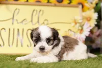 Monica, a female Havanese and Shih Tzu for sale in Lake Mills, IA – Photo 2 of 3