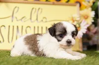 Monica, a female Havanese and Shih Tzu for sale in Lake Mills, IA – Photo 3 of 3