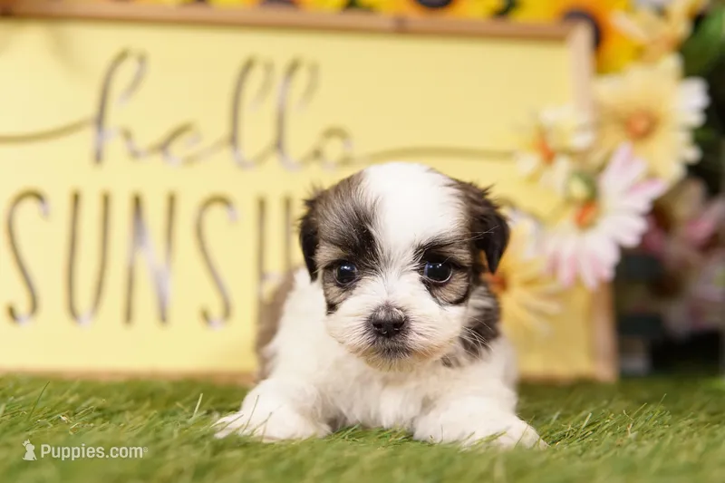 Monica – Havanese, Shih Tzu puppy for sale in Lake Mills, IA