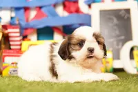Eclair, a female Shih Tzu for sale in Lake Mills, IA – 6 of 6