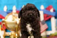 Enchilada, a male Bichon Frise and Schnoodle for sale in Lake Mills, IA – 6 of 6
