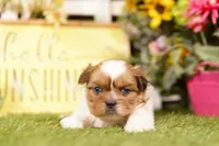 Coors, a male Shih Tzu and Peek-A-Pom for sale in Lake Mills, IA – 2 of 3