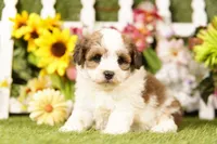 Biscuit, a male Bichon Frise and Havapoo for sale in Lake Mills, IA – 2 of 3