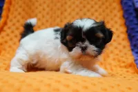 Rouge, a female Shih Tzu for sale in Lake Mills, IA – Photo 1 of 3