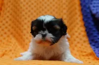 Rouge, a female Shih Tzu for sale in Lake Mills, IA – Photo 3 of 3