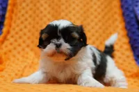 Rouge, a female Shih Tzu for sale in Lake Mills, IA – Photo 2 of 3