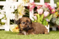Baa, a female Shorkie for sale in Lake Mills, IA – 2 of 3