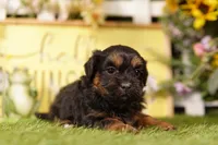 Blender, a male Shihpoo for sale in Lake Mills, IA – 3 of 3