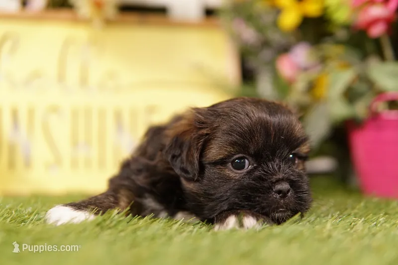 Miller – Shih Tzu, Peek-A-Pom puppy for sale in Lake Mills, IA