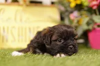 Miller, a male Shih Tzu and Peek-A-Pom for sale in Lake Mills, IA – 1 of 3