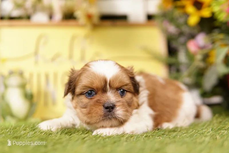 Coors – Shih Tzu, Peek-A-Pom puppy for sale in Lake Mills, IA