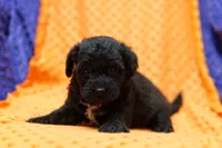 Enchilada, a male Bichon Frise and Schnoodle for sale in Lake Mills, IA – 3 of 6