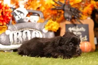 Pumkin, a male Mal Shi for sale in Lake Mills, IA – 3 of 4