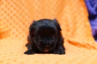 Franklin, a male Morkie for sale in Lake Mills, IA – 1 of 2