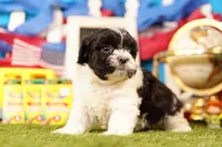 Potato Wedge, a male Havanese and Shih Tzu for sale in Lake Mills, IA – 2 of 3