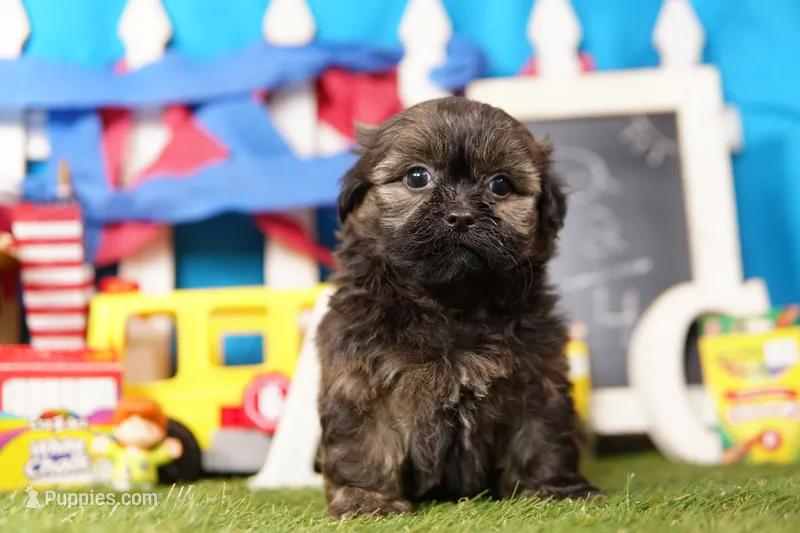 Squeegee – Shih Tzu, Shichon puppy for sale in Lake Mills, IA