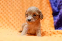 Yorktown, a female Cavapoo for sale in Lake Mills, IA – 3 of 3