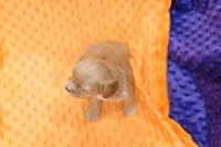 Yorktown, a female Cavapoo for sale in Lake Mills, IA – 2 of 3