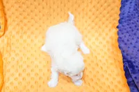 processed/929d2afc-5dc9-438a-8113-41bc83a0033d/listing/242d7cab-1b52-46aa-918a-46868d605358/e6ed27ab-3ae9-45fd-bc9e-7da22d118d23