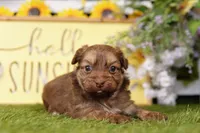 Coors, a male Poodle - Miniature  and Peek-A-Pom for sale in Lake Mills, IA – Photo 3 of 3