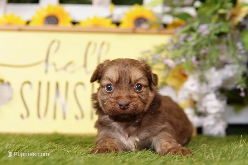 Coors – Poodle - Miniature , Peek-A-Pom puppy for sale in Lake Mills, IA