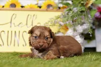 Coors, a male Poodle - Miniature  and Peek-A-Pom for sale in Lake Mills, IA – Photo 2 of 3