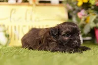 Spatula, a female Shihpoo for sale in Lake Mills, IA – 2 of 3