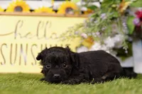 Merlot, a female Poodle - Miniature  and Peek-A-Pom for sale in Lake Mills, IA – Photo 2 of 3