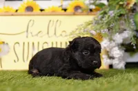 Merlot, a female Poodle - Miniature  and Peek-A-Pom for sale in Lake Mills, IA – Photo 3 of 3