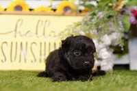 Merlot, a female Poodle - Miniature  and Peek-A-Pom for sale in Lake Mills, IA – Photo 1 of 3