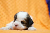 processed/929d2afc-5dc9-438a-8113-41bc83a0033d/listing/26b8abca-8827-4850-97d6-0f93d8a5f20f/15efb32f-2a82-4704-b51b-dac2f0a66f75