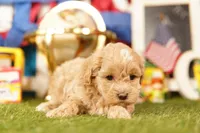 Avacado, a male Havapoo for sale in Lake Mills, IA – 2 of 3