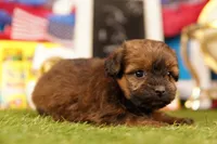 Hercules, a female Shichon and Bichpoo for sale in Lake Mills, IA – 2 of 3