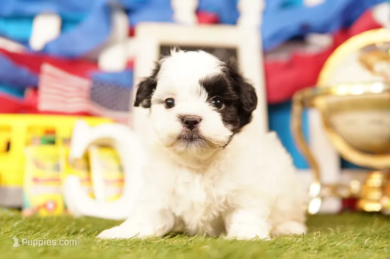 Chicken Wing – Havanese, Shih Tzu puppy for sale in Lake Mills, IA