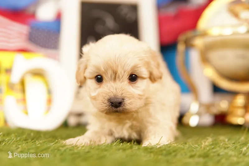 Makita – Shichon, Bichpoo puppy for sale in Lake Mills, IA