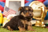 Ramen Noodle, a male Yorkshire Terrier and Morkie for sale in Lake Mills, IA – 2 of 3